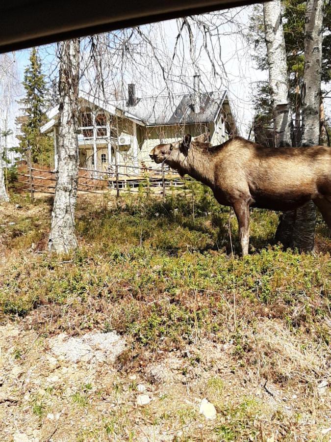 Skabram Bed & Breakfast Jokkmokk Ngoại thất bức ảnh
